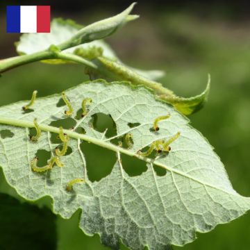 Le biocontrôle contre les maladies et les ravageurs 