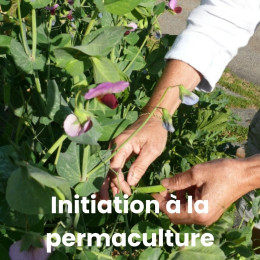 Accompagnement permaculture cours potager en ligne