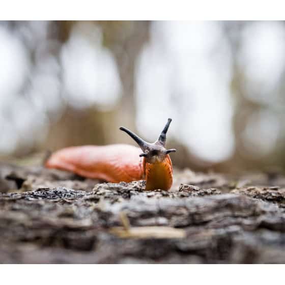 Nématodes anti limaces