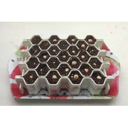 Kit de germination 25 mottes moyennes graines