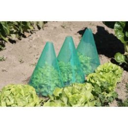 Cône de forçage potager 30 cm