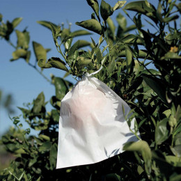 housse a fruit protection des fruits