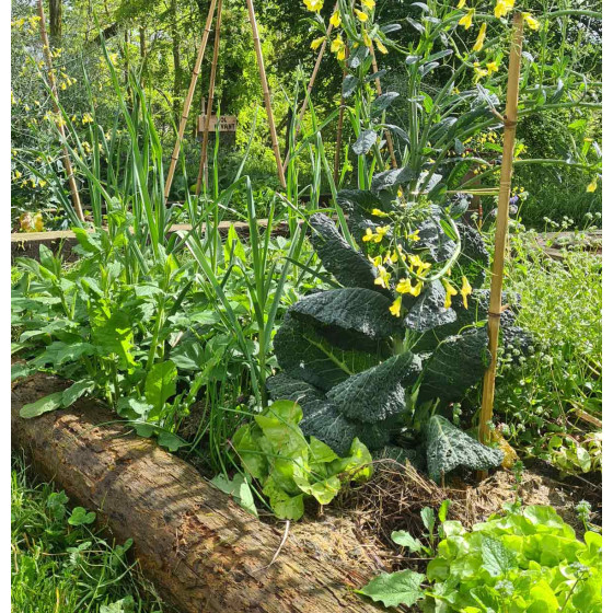 coaching en ligne design potager