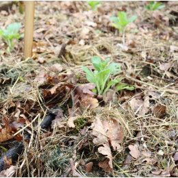 Cours en ligne sol vivant indispensable au potager