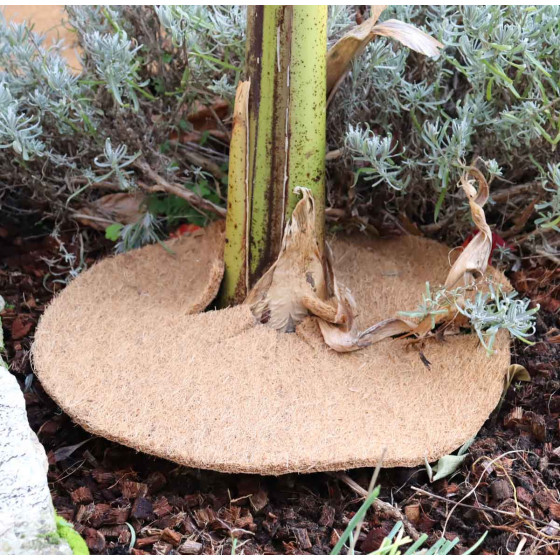 Paillage potager, disque coco compressé
