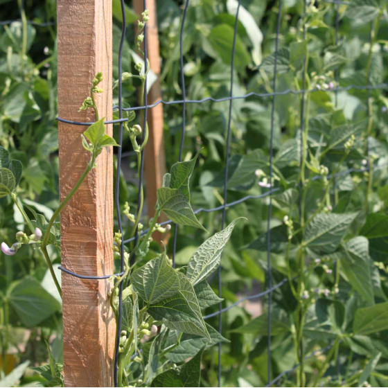 rame pour petit pois