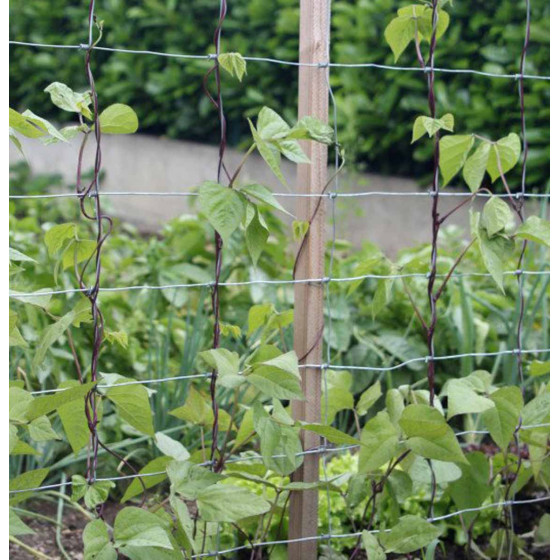Tuteur haricot vert grimpant en bois douglas, cone d'ancrage et grillage soudé galvanisé