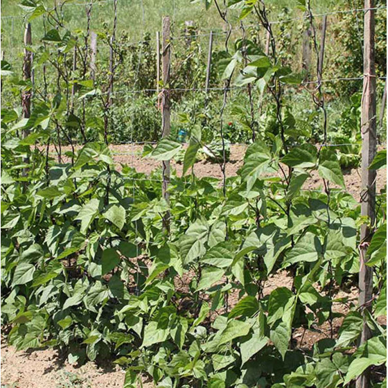 Grillage pour haricots grimpants