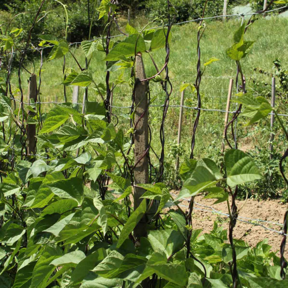 filet à ramer pour plantes grimpantes