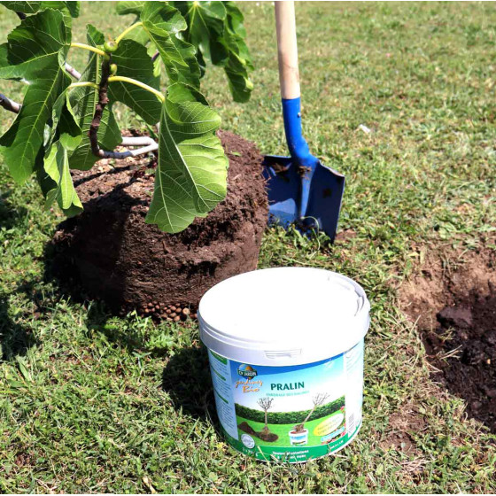 Pralin pour plantation à racines nues