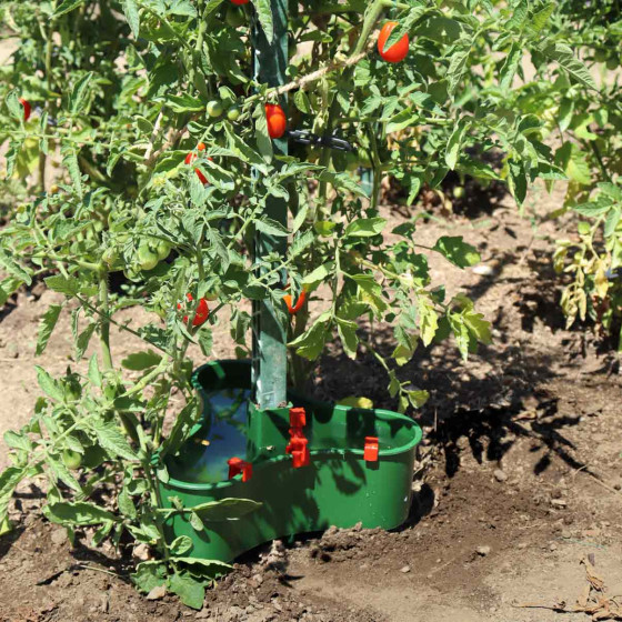 Réserve d'eau goutte à goutte pour tomate