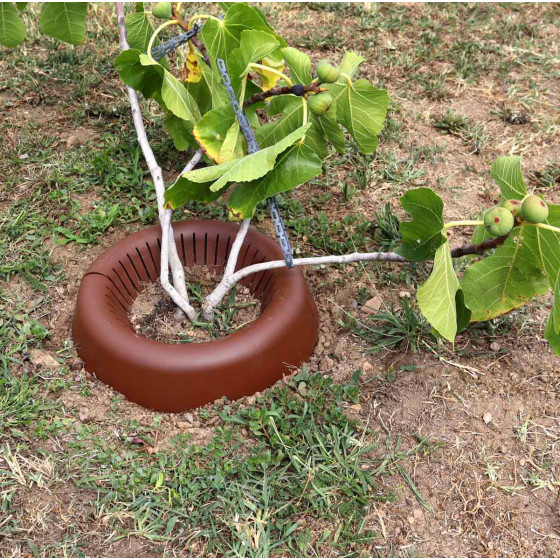 Arrosage arbre fruitier avec couronne d'arrosage