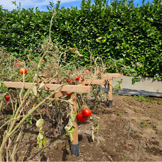 Tuteur tomates cerises en bois imputrescible