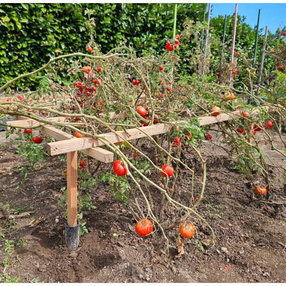 Tuteur tomate cerise palisser tomates