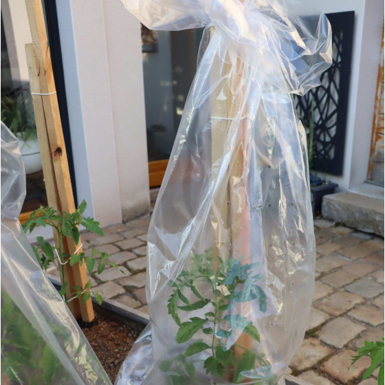 housse de forçage pour tomates