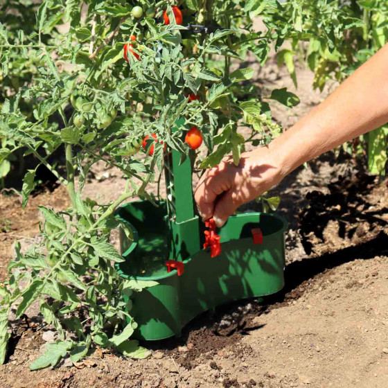 Réservoir d'eau goutte à goutte pour tuteur tomate (les 3)