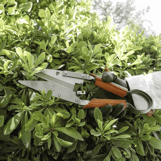 ciseau à buis pour couper arbuste