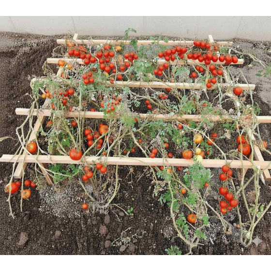 Tuteur pour tomates cerises Made in France