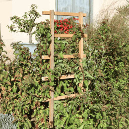 treillis en bois pour plantes grimpantes Made in France