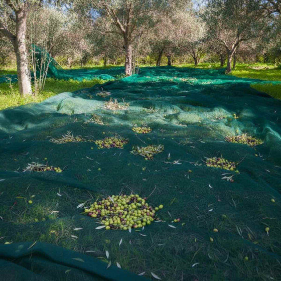 filet de recolte pour arbre fruitier