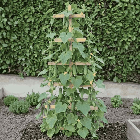 Tuteur cornichon pour planter des cornichons au potager