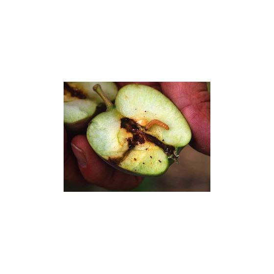 piège à phéromones pour ver pomme et poire