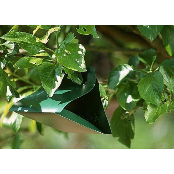 piege a pheromone dans arbre