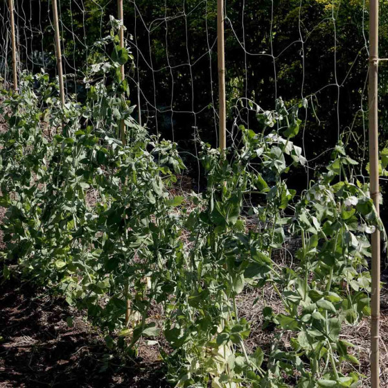filet a rame pour les plantations