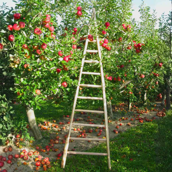 echelle en bois 3 m pour arbre fruitier