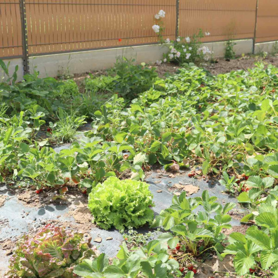 bache de paillage pour le potager
