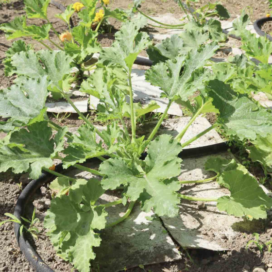 tuyau microporeux pour le potager
