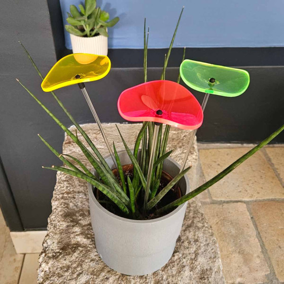 Cazador del sol bouquet