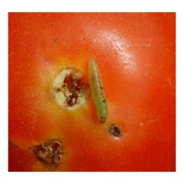 Piège à phéromone contre la mineuse de la tomate (les 2)
