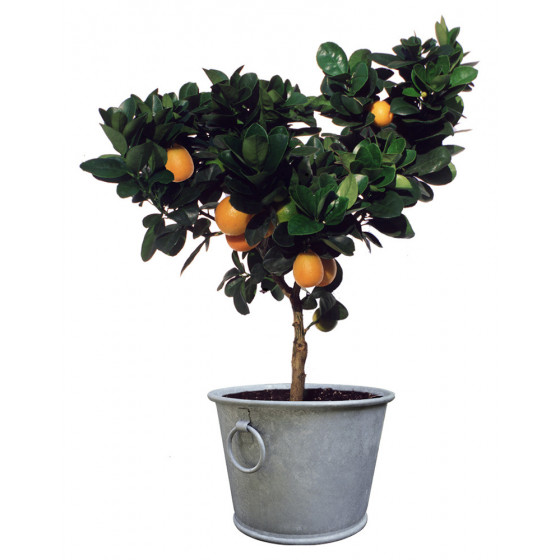 Pot en zinc jardin