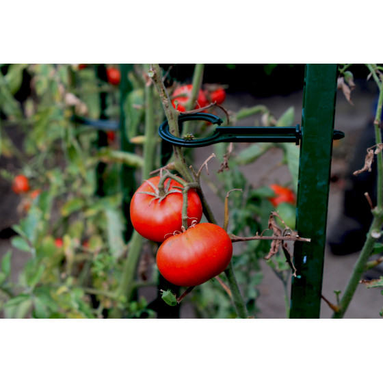attache tomate