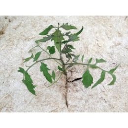 Paillage jardin avec rouleau de chanvre
