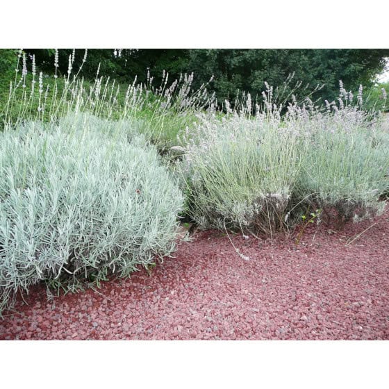 Pouzzolane pour paillage de massif de fleurs