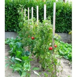 piquets de tomates en bois