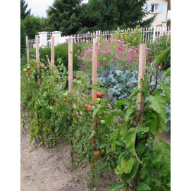 Tuteur Plante Pieu de Jardin Support Tuteurs pour Plantes grimpantes  Treillis en métal en Métal Tuteur Tomates,pour la Maison Jardin,Support de  Fleurs,D'arbustes et de Légumes (Size : Large) : : Jardin