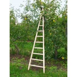 Echelle arboricole en bois 2,45 m