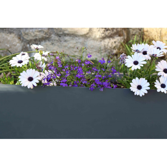Bordure de jardin en acier gris anthracite H 25 cm encadre des fleurs blanches et violettes