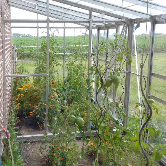 planter tomate serre adossée