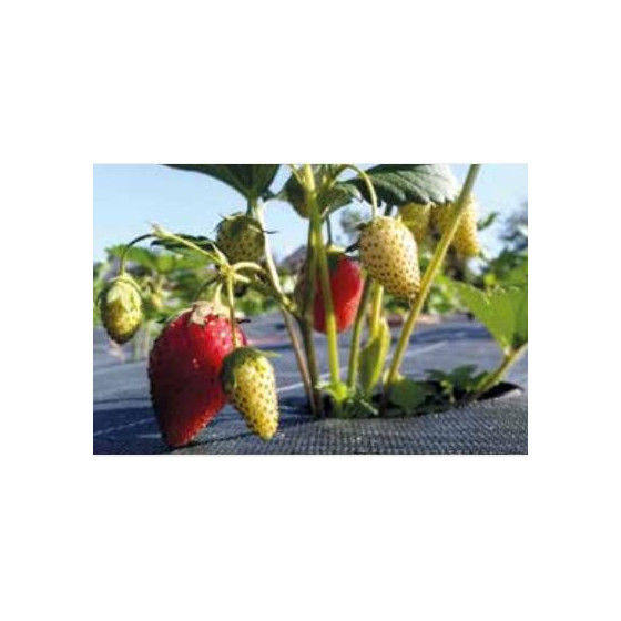 Toile de paillage perforée fraisiers 1,05 m