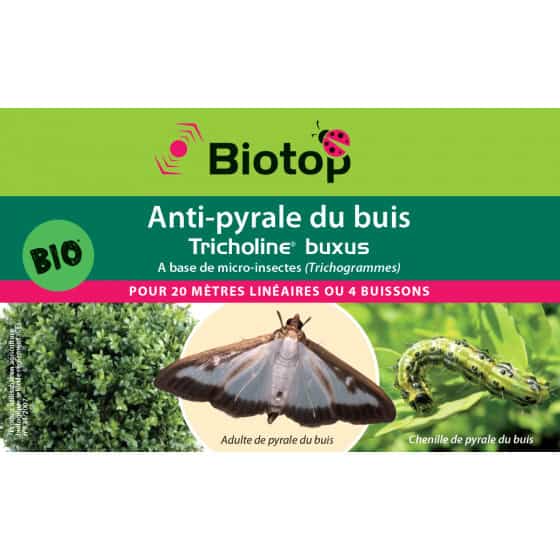 trichotop buxus anti pyrale du buis