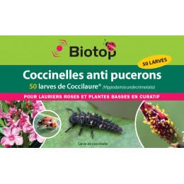 larve de coccinelle hippodamia anti puceron