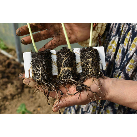 kit de germination pour graines