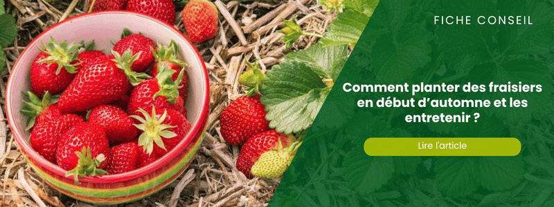 planter-fraise-automne