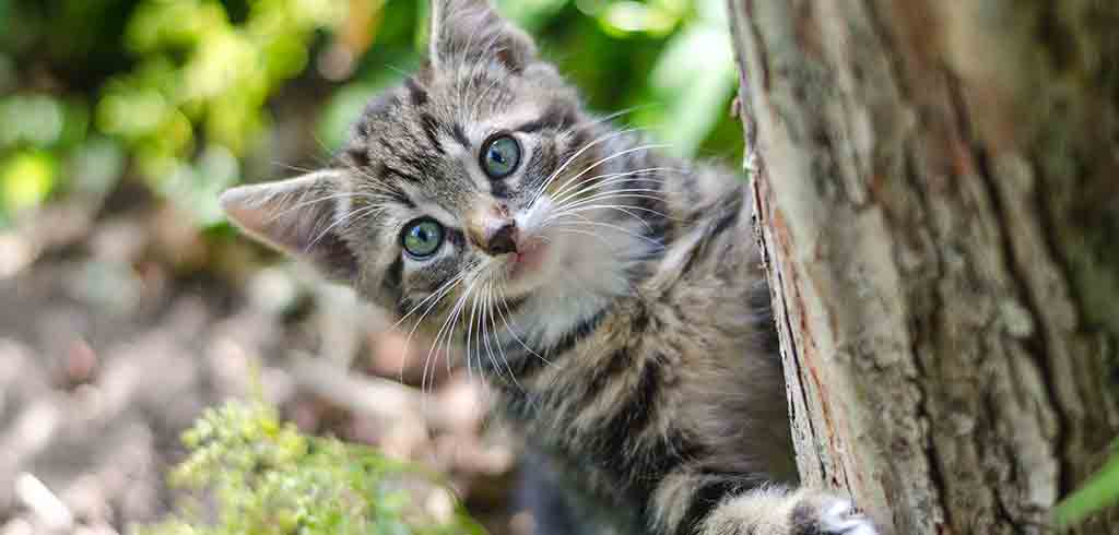 Un ustensile pour éviter que votre chat ne sorte de votre jardin - Empêcher  les chats de s'échapper 