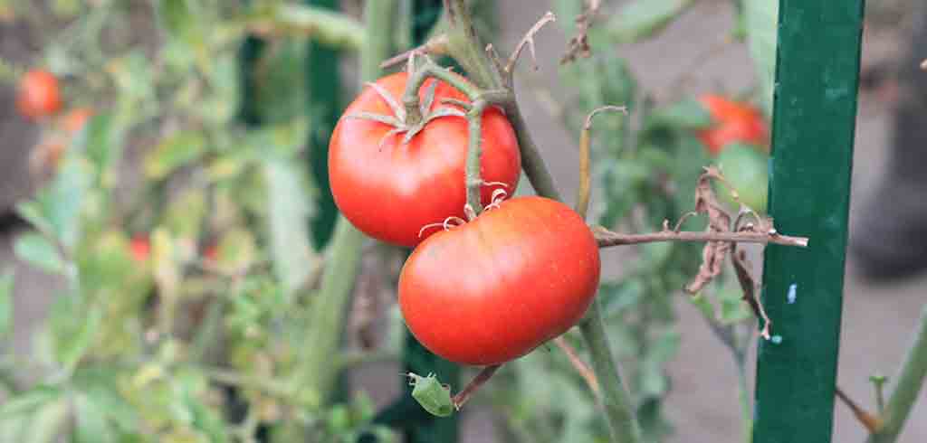 Tomate : plantation, entretien - Côté Maison