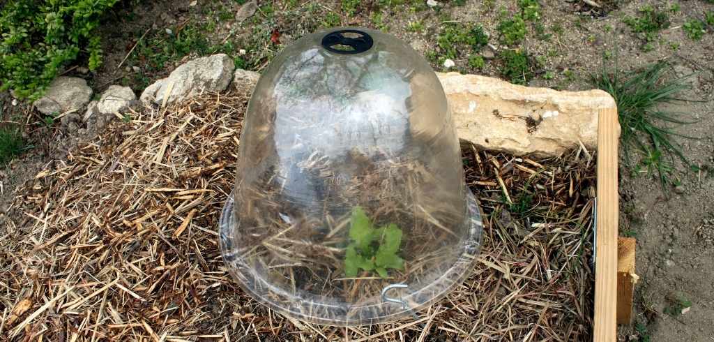 blanchissement-salade